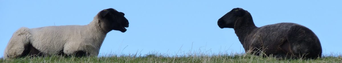 Die schwarzen Schäfchen